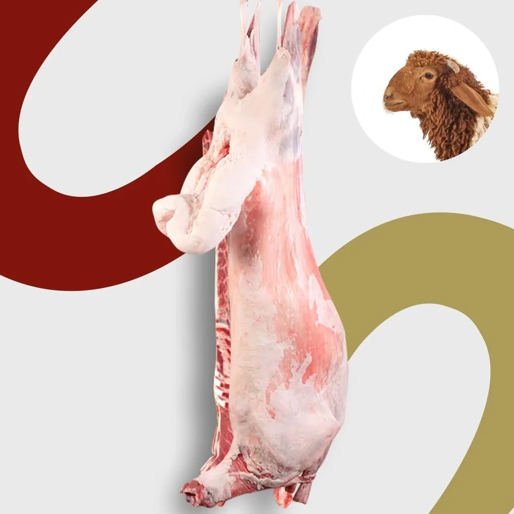 Naeemi sheep